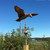 Copper Soaring Eagle Weathervane