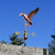 Copper Landing Duck Weathervane