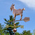 goat weathervane