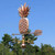 Copper Pineapple Weathervane