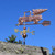 Truck with Christmas Tree Weathervane