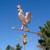 Grand Rooster Weathervane