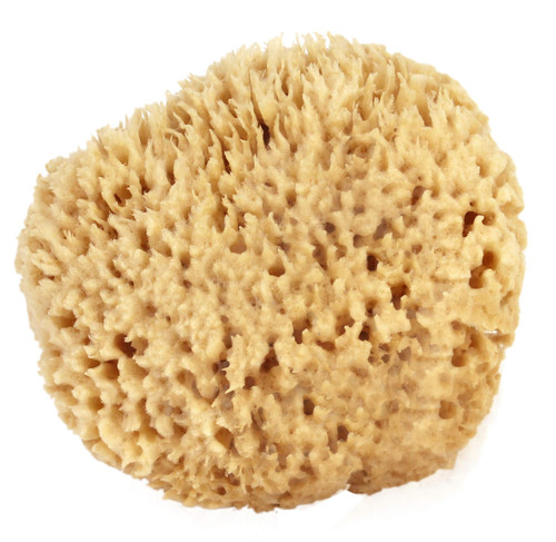 Sea Wool Sponge 6-7" (X-Large) by Bath & Shower Express Natural Renewable Resource Esponja for Body, Genuine Exfoliating Skin Wash Sea Wool Sponge 6-7" (X-Large) by Bath & Shower Express Natural Renewable Resource Esponja for Body, Genuine Exfoliating Skin Wash
