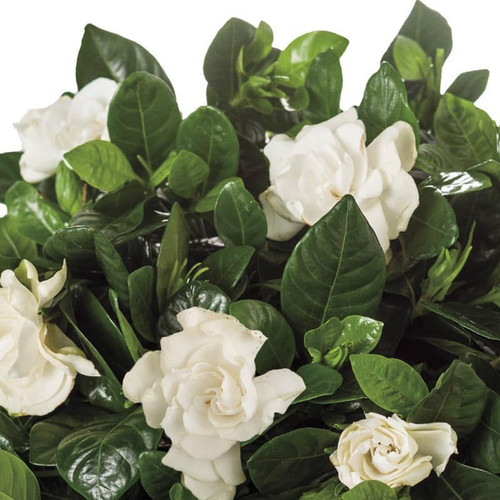 Gardenia Belmont | 1 Extra Large 3 Gallon Plant | Gardenia Augusta 'Belmont' | Lush Blooming | Evergreen Elegance
