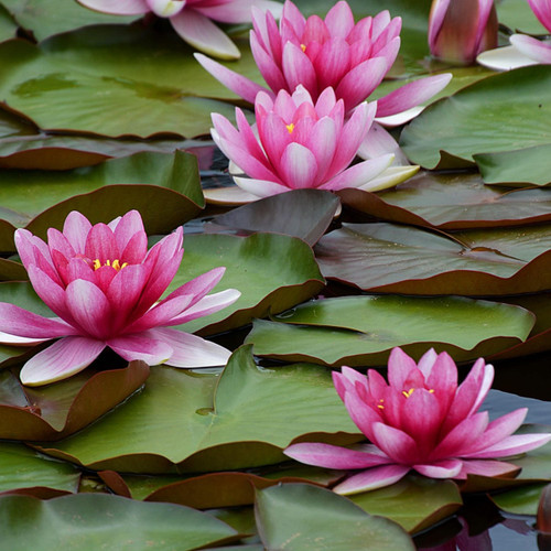Chalily Water Lily Aquatic Plants Live Lilies Real Small or Big Pond Plant Lilly Ponds Cold Hardy Pads Grow waterlillies Flowering rhizomes Outdoor lilys Waterlily Lillies pre Grown lillys pad RED