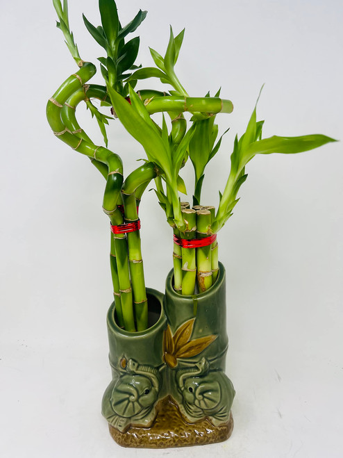 Jmbamboo - Live 10style Lucky Bamboo Plant Arrangement with Ceramic Double Vase