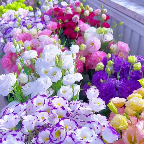 1000 Lisianthus Seeds for Planting, Mixed Color Eustoma Flower Seeds, Thornless Rose Seed, Non-GMO Eustoma Grandiflorum Perennial Garden Indoor Blooms