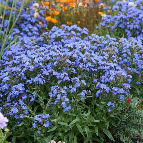 Anchusa capensis (Cape Forget-Me-Not) Flower Seeds, Highly Attractive to Pollinators, Seeds by MySeeds.Co, You Choose The Amount (Trial Packet Size)