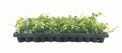 Creeping Fig Plant Ficus Pumila Climbing Vine - 30 Live Fully Rooted Plants