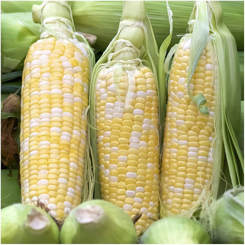 Bi-Color Sweet Corn Non-GMO Seeds, 1 Pound (3,000+ Seeds) - by Seeds2Go Bi-Color Sweet Corn Non-GMO Seeds, 1 Pound (3,000+ Seeds) - by Seeds2Go