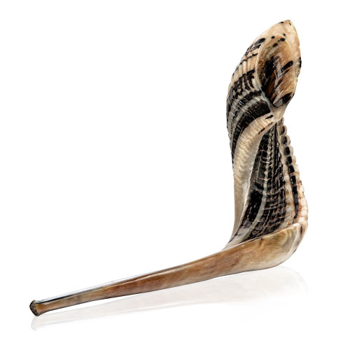 Holy Voice Kosher Ram Shofar Horn from Israel 16"-18" Traditional Half Polished, Holy Land Ancient Jewish Musical Instrument, Smooth Mouthpiece for Easy Blowing, Clear Sound Shofar