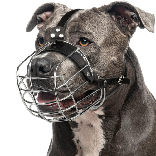 CleverTail Metal Pitbull Muzzle for Large Sized Dog – Basket Muzzle for Dogs with Adjustable Leather Straps – Steel Cage Dog Muzzles to Prevent Biting – Mouth Guard for Large and Medium Pitt Bull