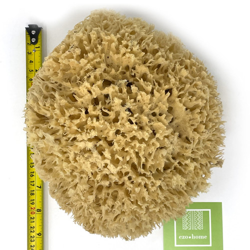 XXL Sea Sponge Very Large 18-20cm Unbleached Honeycomb Natural Seasponge for Bath Use, or Art use (XXL Size Minimum 18cm+) Whole Uncut XXL Sea Sponge Very Large 18-20cm Unbleached Honeycomb Natural Seasponge for Bath Use, or Art use (XXL Size Minimum 18cm+) Whole Uncut