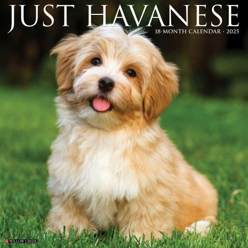 Just Havanese 2025 12" x 12" Wall Calendar