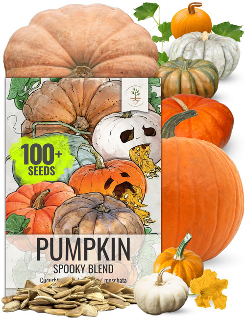 Seed Needs Pumpkin Seeds Specialty Spooky Blend 10+ Varieties | Lumina White, Baby Boo, Blue Jarrahdale, Cinderella & More! | Heirloom Non-GMO Untreated | Bulk Pumpkin Seeds for Planting Seed Needs Pumpkin Seeds Specialty Spooky Blend 10+ Varieties | Lumina White, Baby Boo, Blue Jarrahdale, Cinderella & More! | Heirloom Non-GMO Untreated | Bulk Pumpkin Seeds for Planting