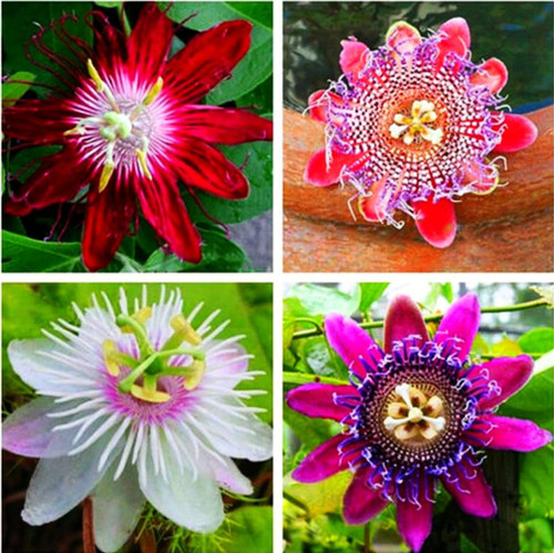 50pcs Mix Color Passion Flower Seeds Rare Potted Plants for Planting Outdoors Home Garden