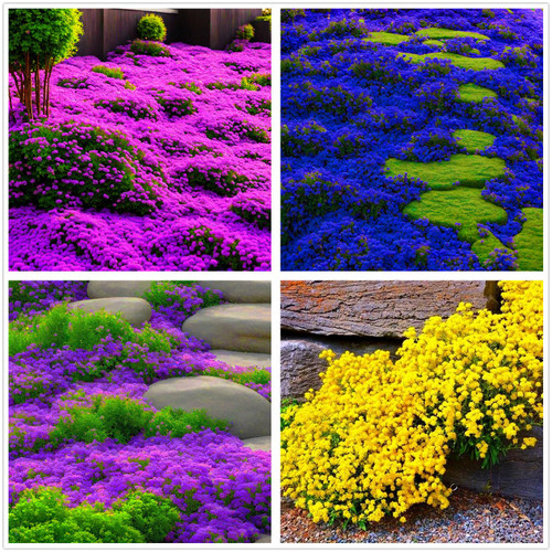 2000+ Mixed Creeping Thyme Seeds Colorful Ground Cover Heirloom, Non-GMO Perennial