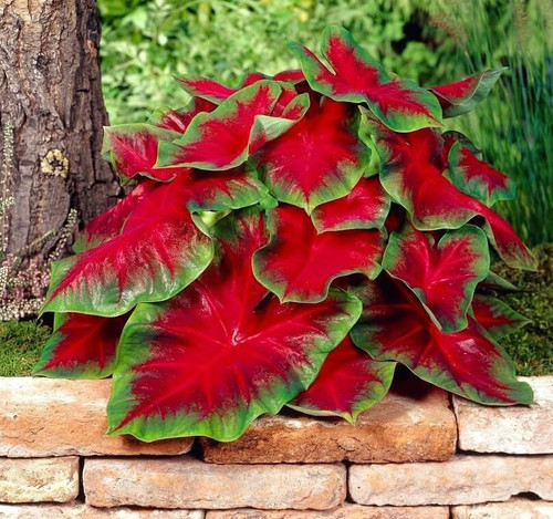 Florida Cardinal Caladium Bulbs for Planting - Perennial Hosta, Elephant Ears, Fancy (10 Bulbs) Florida Cardinal Caladium Bulbs for Planting - Perennial Hosta, Elephant Ears, Fancy (10 Bulbs)