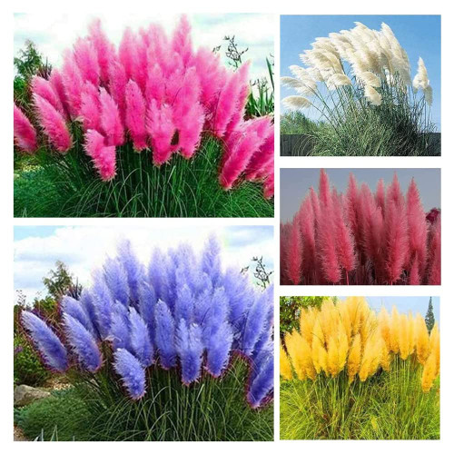 1000+ Mix Pampas Grass Seeds for Planting Cortaderia Selloana Seeds Heirloom Ornamental Plants Decor Garden Tall Feathery Blooms Blue White Pink Red Yellow