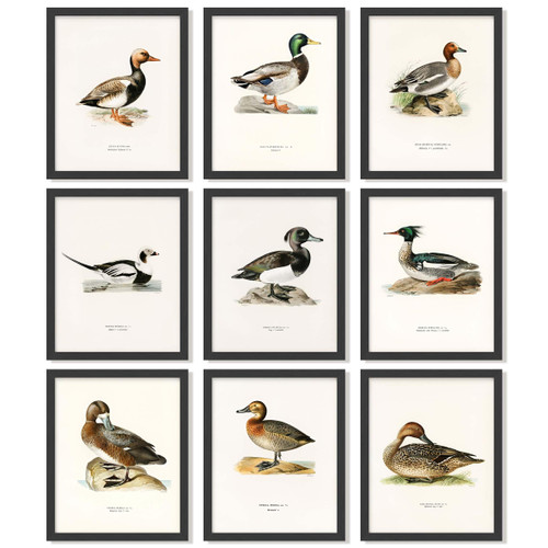 97 Decor Mallard Duck Decor For Home - Vintage Duck Hunting Poster, Ducks Wall Art Prints, Waterfowl Antique Mallard Nursery Decoration (8x10 Unframed)