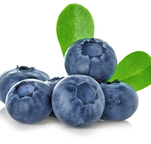 Wellspring Gardens Blueberries Live Plants - Blueberries Starter Plants - Garden Starter (Darrow, Blueberry)