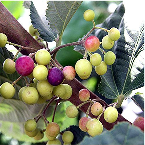 LovelyGarden Sherbet Berry Grewia asiatica Live Plant Falsa Phalsa Fruit
