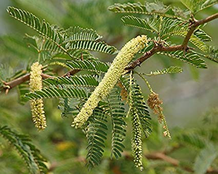 Prosopis juliflora Mesquite Tree Seeds!