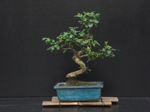 Fukien Tea Bonsai Flowering Plant 10" Tall with 5"x 8" Pot Over 10 Years Old