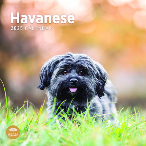 2025 Havanese Monthly Wall Calendar by Bright Day, 12 x 12 Inch Cute Dog Breed Gift