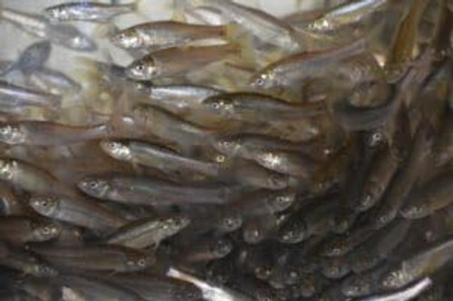 Fathead Minnows (Large, 5 POUNDS) Fathead Minnows (Large, 5 POUNDS)