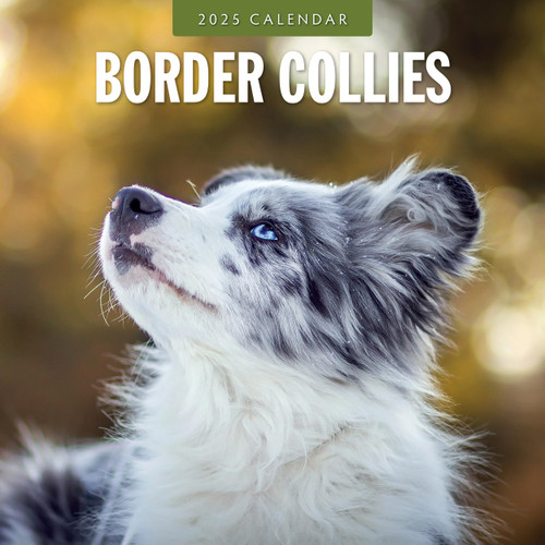 Red Robin 2025 Border Collies Monthly Wall Calendar | 12" x 24" Open | Premium Thick & Sturdy Paper | Hangable 12 Month Calendar | Plastic Free | 4 Month Transition Page for 2024 Red Robin 2025 Border Collies Monthly Wall Calendar | 12" x 24" Open | Premium Thick & Sturdy Paper | Hangable 12 Month Calendar | Plastic Free | 4 Month Transition Page for 2024