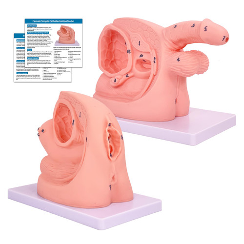 2Pcs Catheterization Model Male Female, Catheter Model Internal External Genital PVC Anatomy Model Nursing Practice for Medical Clinical Teaching and Practical Training