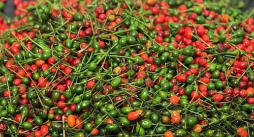 Generic Chile piquin Mexicano semillas, red
