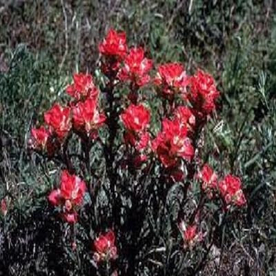 50 INDIAN PAINTBRUSH Castilleja Indivisa Flower Seeds