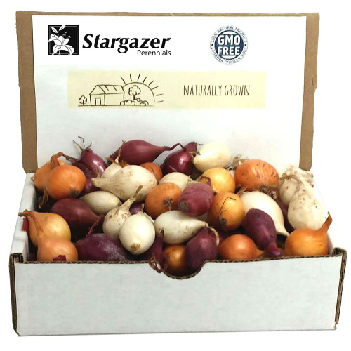 Non-GMO Onion Sets, 8 oz, Red, White, Yellow Mix, 60+ Bulbs, Home Garden Assortment, Planting Guide Included, Stargazer Perennials Non-GMO Onion Sets, 8 oz, Red, White, Yellow Mix, 60+ Bulbs, Home Garden Assortment, Planting Guide Included, Stargazer Perennials