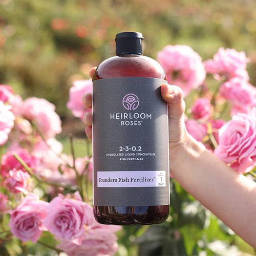 Heirloom Roses Founder’s Fish Fertilizer - Plant Food for Plants, Organic Liquid Emulsion Fertilizer, Garden Fertilizers for Rose Flower and Tomato Outdoor Gardening Heirloom Roses Founder’s Fish Fertilizer - Plant Food for Plants, Organic Liquid Emulsion Fertilizer, Garden Fertilizers for Rose Flower and Tomato Outdoor Gardening