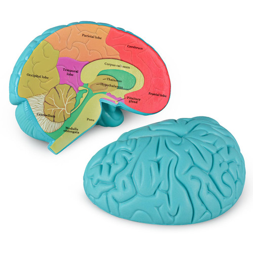 Skillssist Cross-Section Brain Model, Human Brain Anatomy Model for Kids, 2 Pieces Foam Brain for Science Education and Anatomy Learning