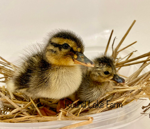 3 Fertile Duck Eggs for Hatching - From Free Range Birds - Shipped in Foam