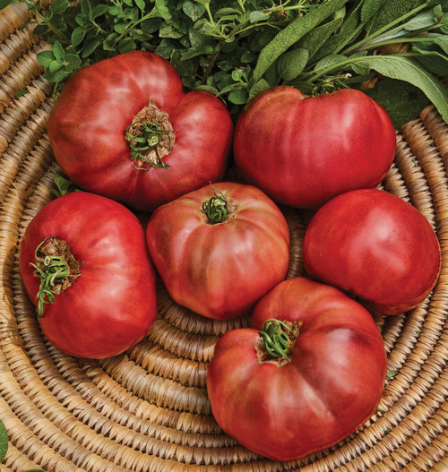 Burpee 'Cherokee Purple' Heirloom , Large, Rich Flavor Slicing Tomato , 50 Non-GMO Seeds
