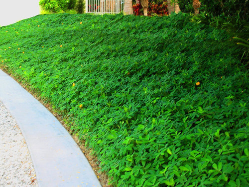 Ornamental Peanut Grass - 20 Live Fully Rooted Plants - Arachis Glabrata