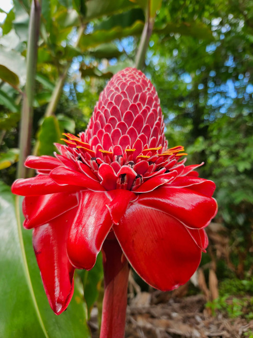 It Blooms Torch Ginger Plant Rhizome 5pc / Wild Ginger Rhizomes/Etlingera elatior Shampoo Ginger Live Plant/Fresh Roots Raw/Torch Ginger Roots for Planting