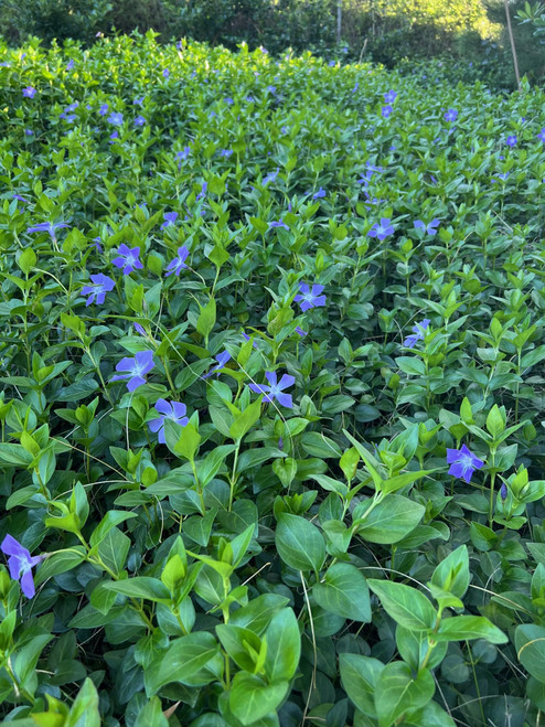 VINCA Major Periwinkle Live Plants Evergreen Ground Cover 6"+ Rooted Starts Heirloom Plants (25)