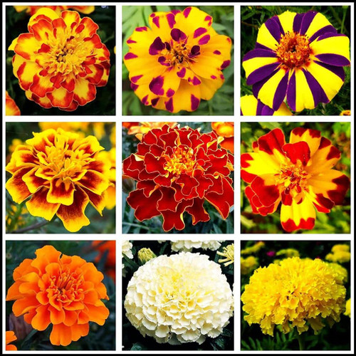 200 Pcs Mixed Marigold Seeds Flower to Plant Bonsai Home Decor