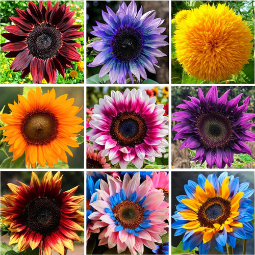 Mixed Varity Sunflower Seeds for Planting - 200+ Heirloom Non-GMO Giant Red Purple Pink Sunflower Seeds Attracts Butterflies