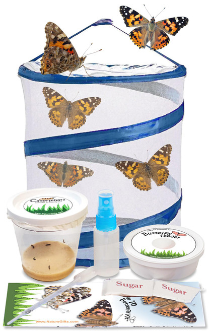 Nature Gift Store Live Butterfly Kit: Shipped with 5 Painted Lady Caterpillars Now- Pop Up Cage