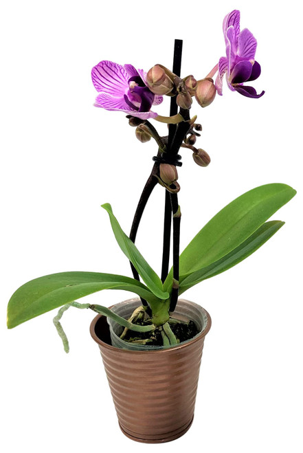 Micky's Minis 3-2" Mini Orchids in Copper Metal Pots