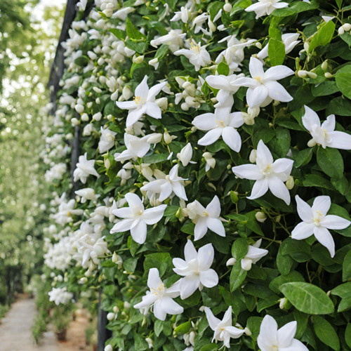Rare Scented Jasmine Flower Easy to Grow 5g Seeds
