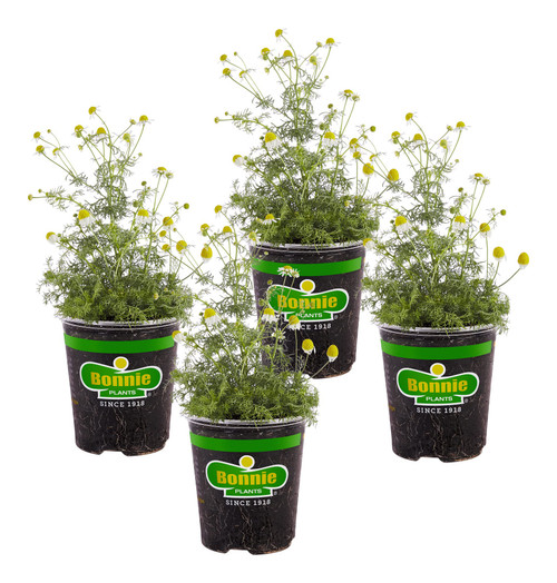 Bonnie Plants Chamomile 19.3 oz. 4-Pack