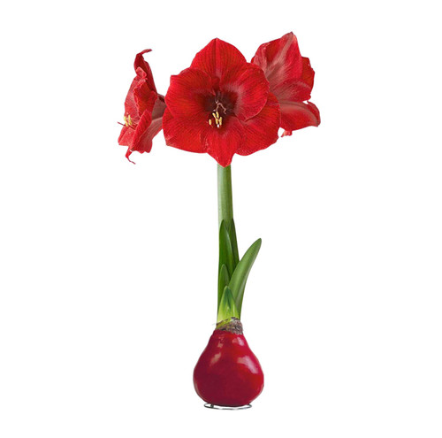 Waxed Amaryllis Bulb – Red Wax with Red Blooms – Live Holiday Gift Plant, Easy Care, No Watering Needed