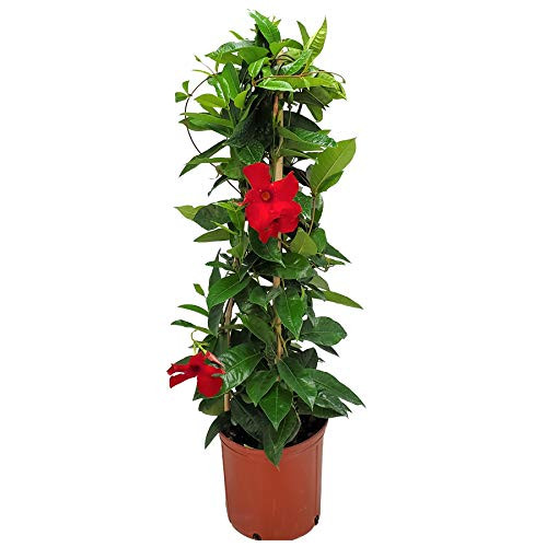 Mandevilla Live Plant - Trellis - Red Giant Flowering Mandevilla - Tropical Plants of Florida - Overall Height 36" (Plant Only)